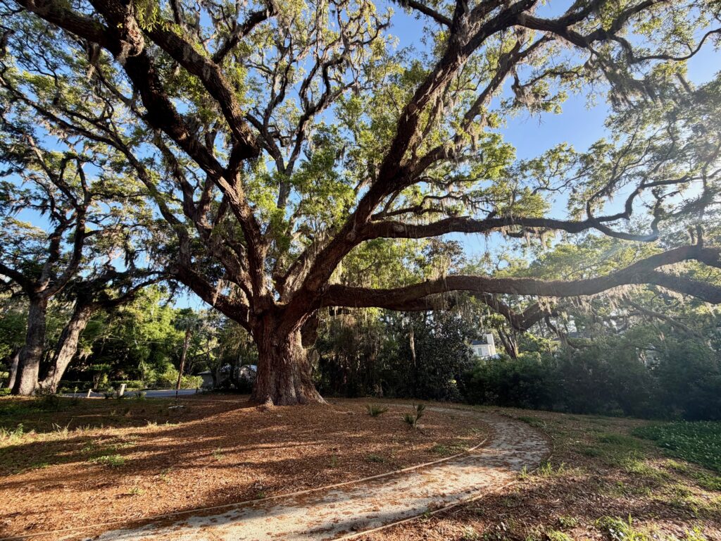 Iedison Tree Tree of the Year - St. Simons Land Trust