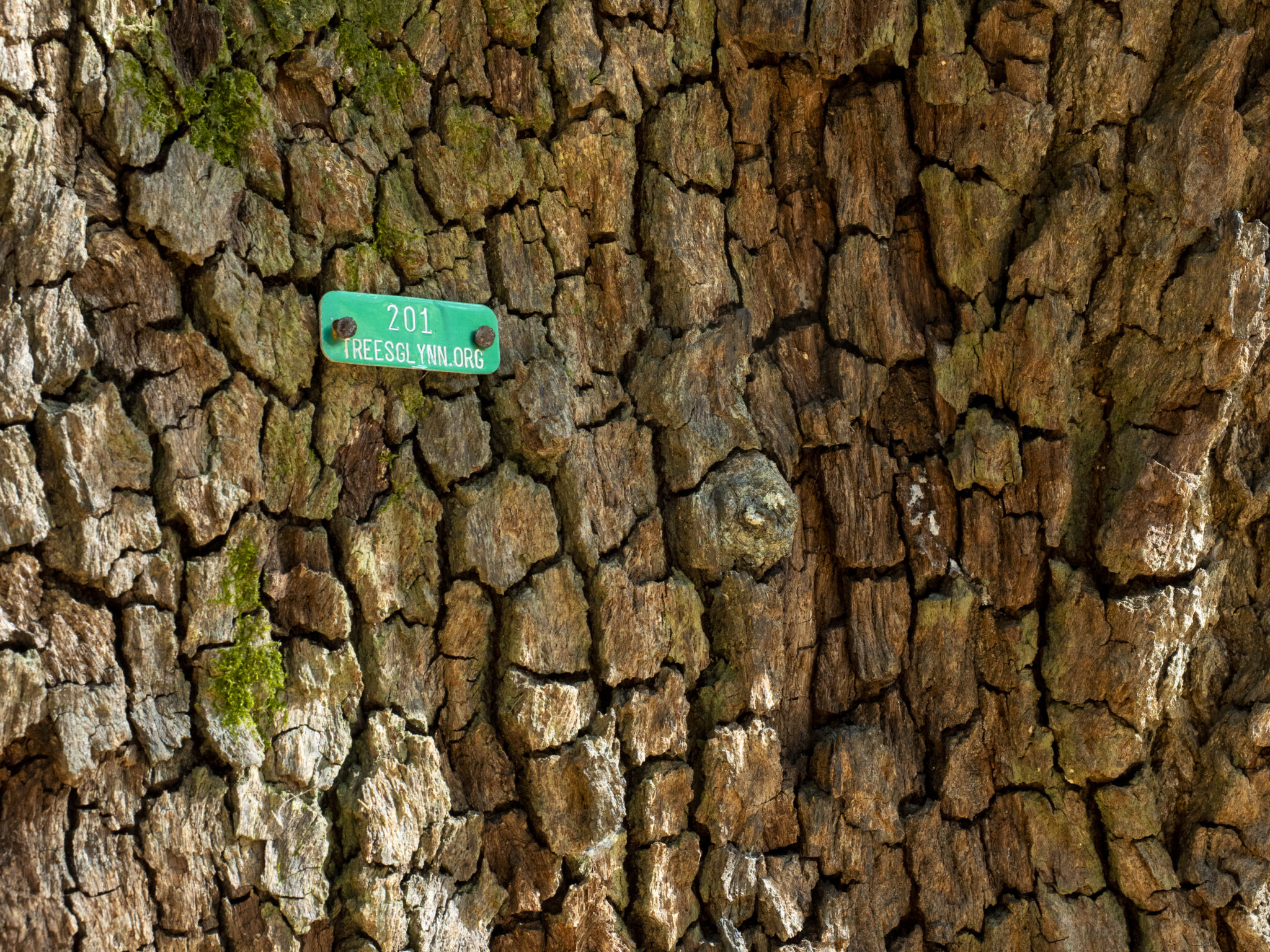 Iedison Tree 2026 Tree of the Year - Old Ironsides - St. Simons Land Trust