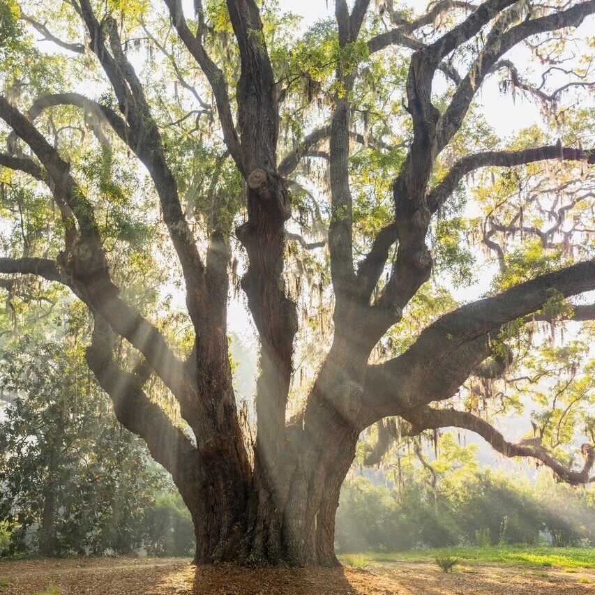 Iedison Tree Tree of the Year - St. Simons Land Trust